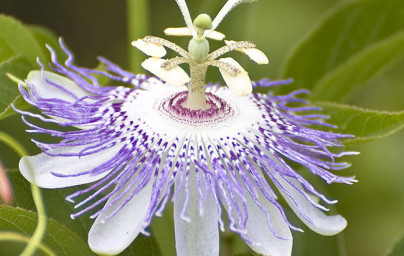 Mučenka (Passiflora incarnata)